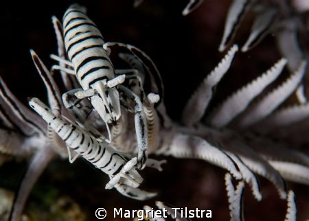 Commensal shrimp duo
Nikon D80, Ikelite housing + two Ik... by Margriet Tilstra 