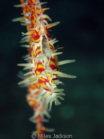 Female Ornate Ghostpipefish ventilating her eggs by Miles Jackson 
