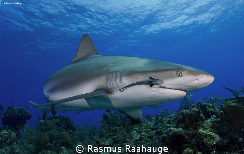 Taken at Fish tales, a reef close to Tiger Beach where Ca... by Rasmus Raahauge 