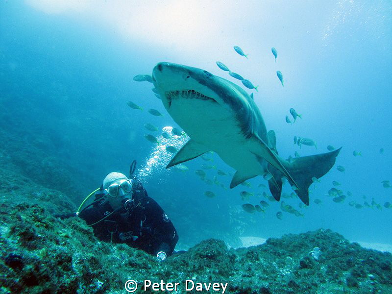 Diving at Fish Rock, NSW.
G10, Canon Housing. Natural Li... by Peter Davey 