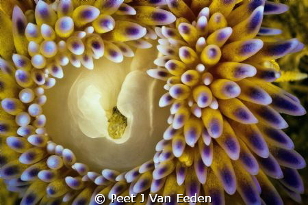 A ring of fire. Gas flame nudibranch side viewing by Peet J Van Eeden 