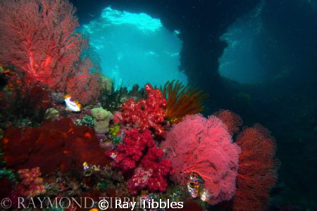 Raja Ampat windows.  Similar shot to the one Burt and Mau... by Ray Tibbles 
