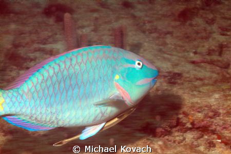 Stoplight Parrotfish with Shark Sucker attached on the Bi... by Michael Kovach 