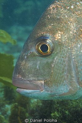 Snapper head detail by Daniel Poloha 
