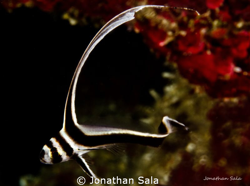 Lovely Drum Fish by Jonathan Sala 