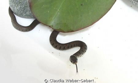 freshwater high-key by Claudia Weber-Gebert 