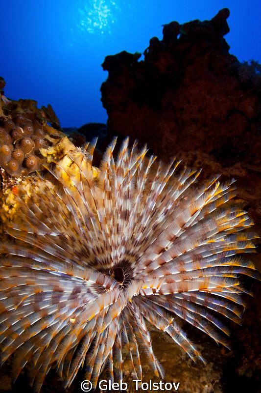 Tube worm by Gleb Tolstov 
