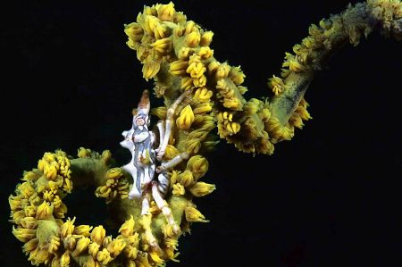 Curly Xeno - Lembeh, Canon D10. First time I've seen one ... by John M Akar 