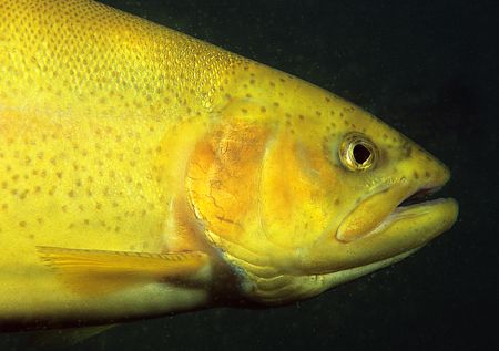Golden trout portrait.
Eccleston Delph.
F90X,60mm.
 by Mark Thomas 