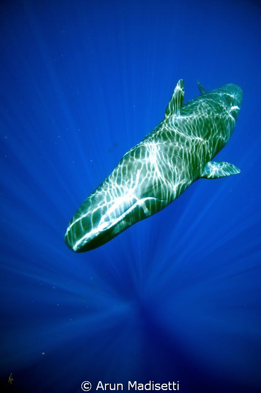 Sperm whale dappled by the sun just under the surface by Arun Madisetti 