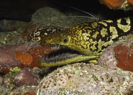 Enchelycore anatina, Canary Islands by Mariano Mañas 