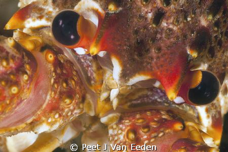 A close encounter  with a Cape cold water crayfish by Peet J Van Eeden 