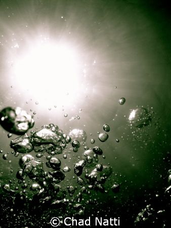The Uprising.  This photo was taken while snorkeling.  I ... by Chad Natti 