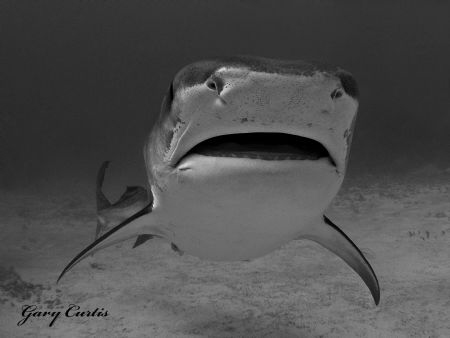 Realm of the Tiger Shark. by Gary Curtis 