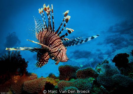 lion fisch and buddy by Marc Van Den Broeck 