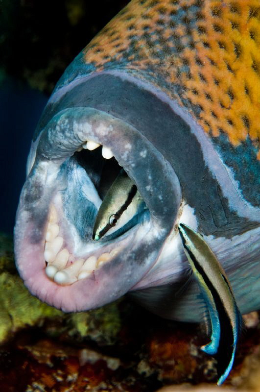Titan Triggerfish with cleaner wrasses by Paul Colley 