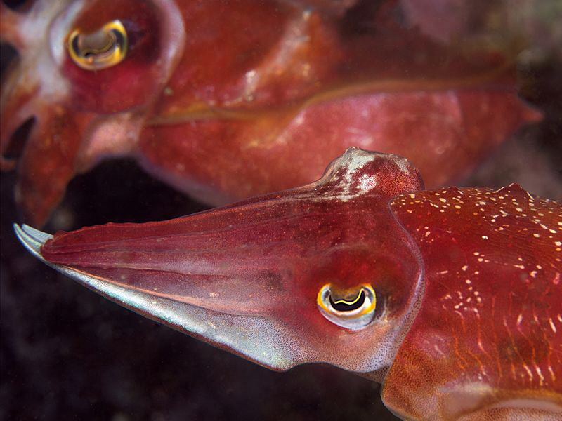 Red cuttle, Sepia mestus. Bare Island, Botany Bay. by Doug Anderson 