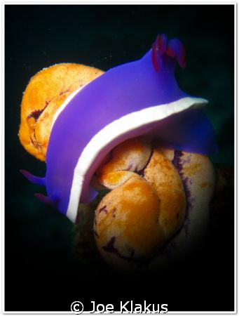 Nudi sitting on a sea squirt. Shot with Handheld Torch by Joe Klakus 