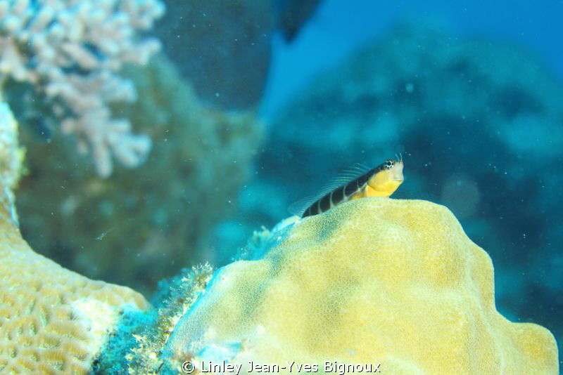 Blennie .Mauritius by Linley Jean-Yves Bignoux 
