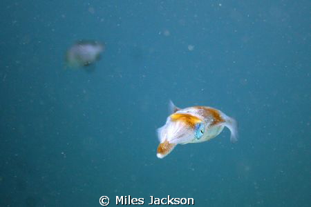 Squid eyes the camera by Miles Jackson 