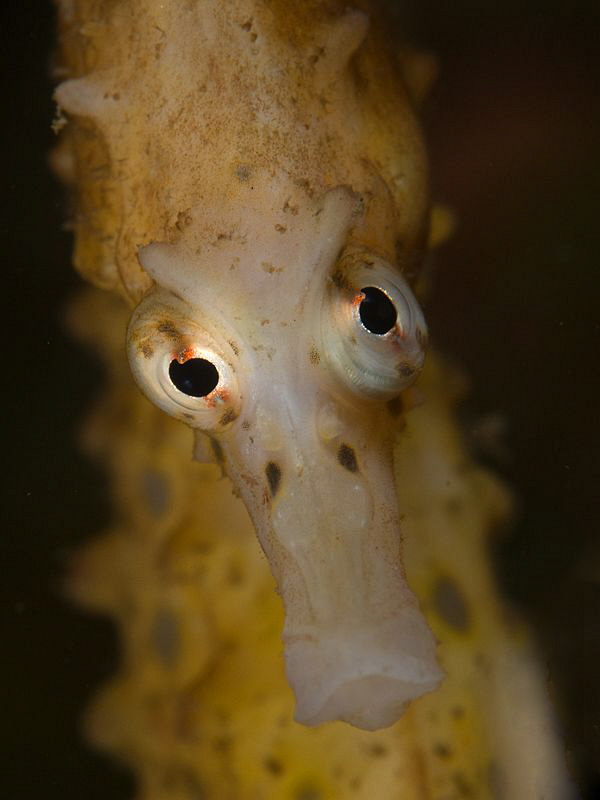 Big-bellied Seahorse, Chowder Bay. by Doug Anderson 