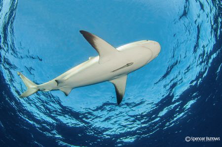 Shark in the window taken at Jardines De La Reina. by Spencer Burrows 