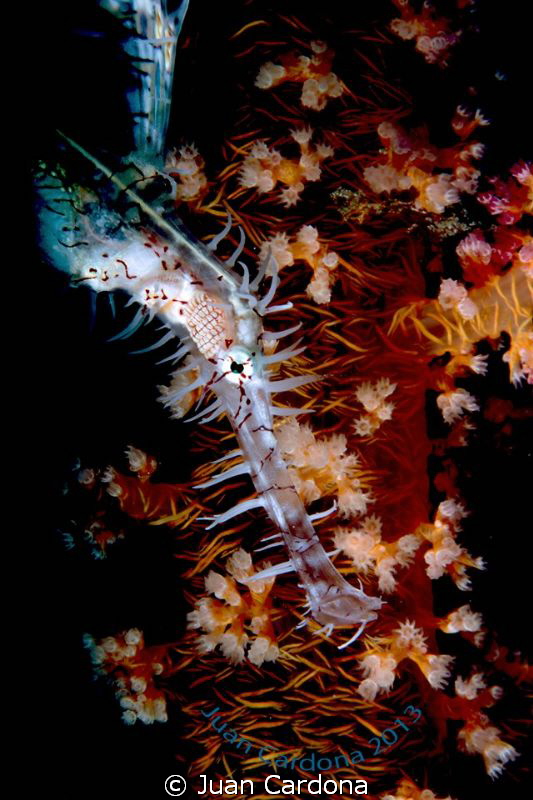 close up to a ornate pipe fish by Juan Cardona 