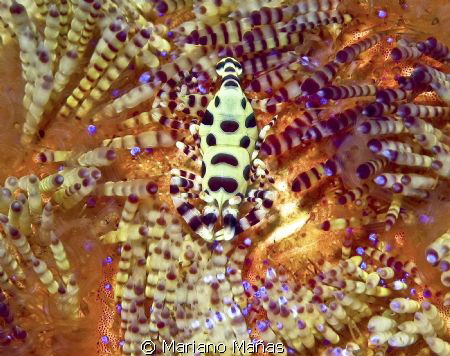 Coleman Shrimp by Mariano Mañas 