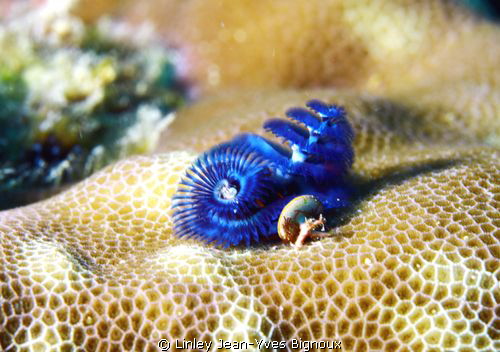 60mm Tamron Canon 7D Grand Bay by Linley Jean-Yves Bignoux 