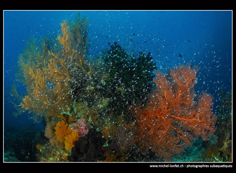 Underwater's World... :O)... by Michel Lonfat 