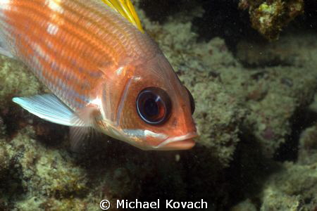 Squirrelfish on the Ledge of Turtles off the beach in For... by Michael Kovach 