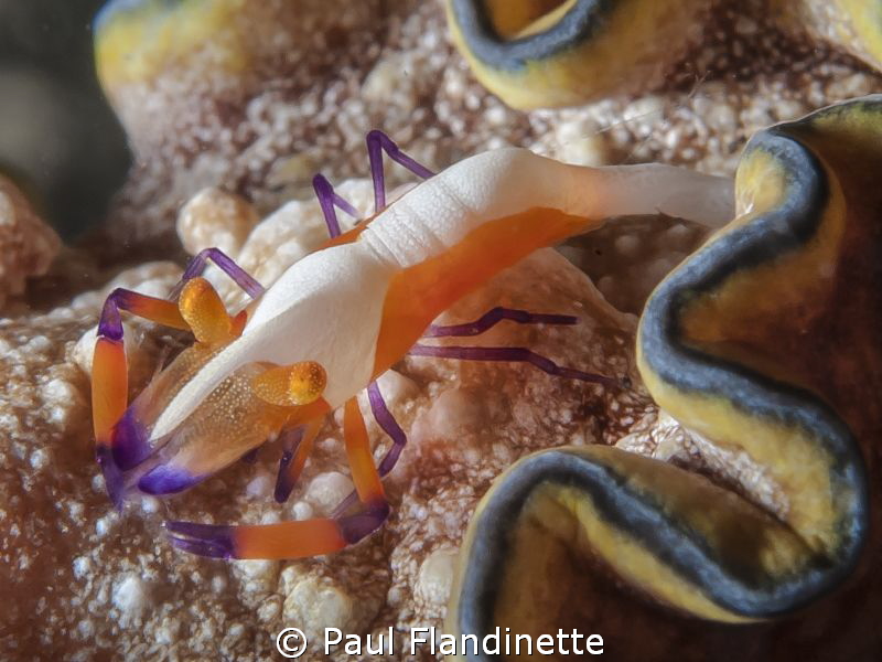Emperor shrimp (Periclimenes imperator) hitches a ride on... by Paul Flandinette 
