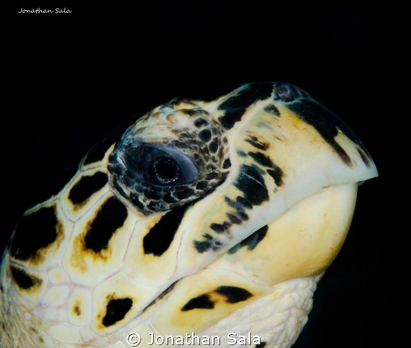 little green turtle by Jonathan Sala 