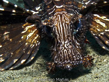 lion fish face by Mariano Mañas 