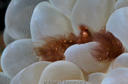 orang utan crab (Achaeus japonicus)

NIKON D7000 in a S... by Thomas Bannenberg 
