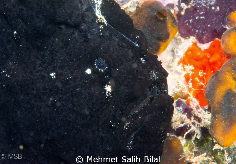 Black frogfish. by Mehmet Salih Bilal 