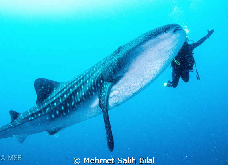 My wife and a friend of her! by Mehmet Salih Bilal 