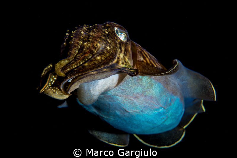 Mediterranean Cuttlefish Sepia officinalis, night dive 
... by Marco Gargiulo 