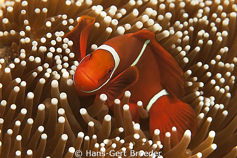 Clown anemonefish
Bunaken,Sulawesi,Indonesia, Bunaken Is... by Hans-Gert Broeder 
