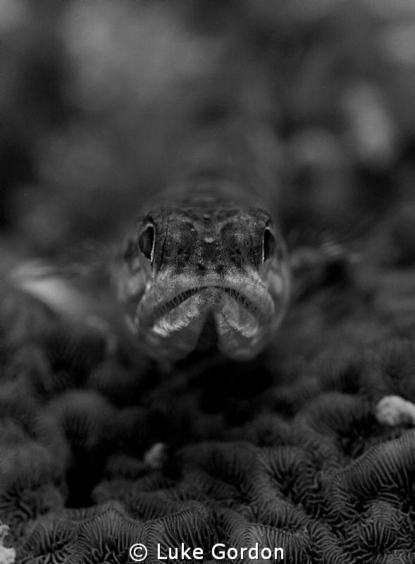 Lizardfish Bokeh by Luke Gordon 