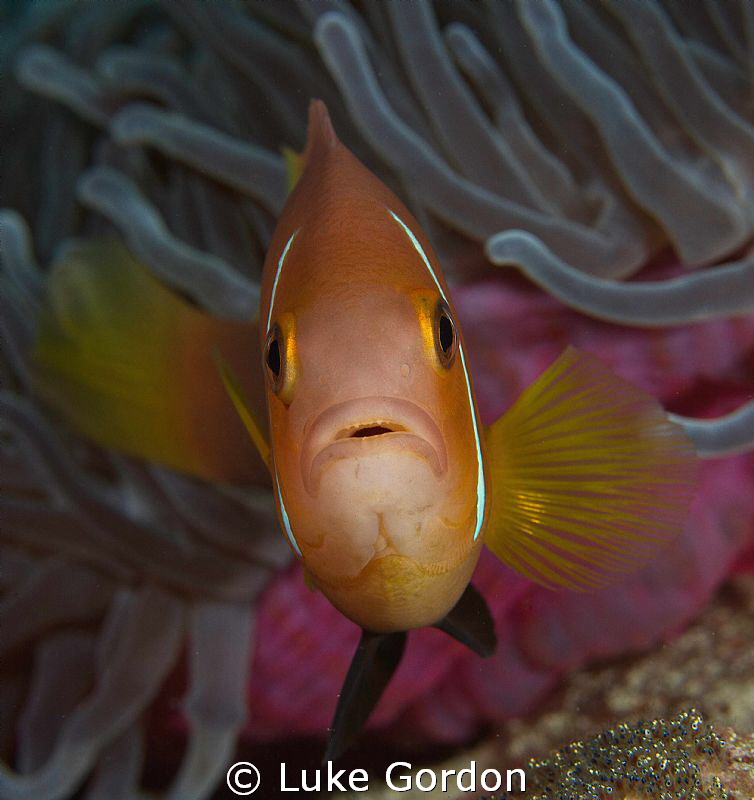 A protective father... by Luke Gordon 