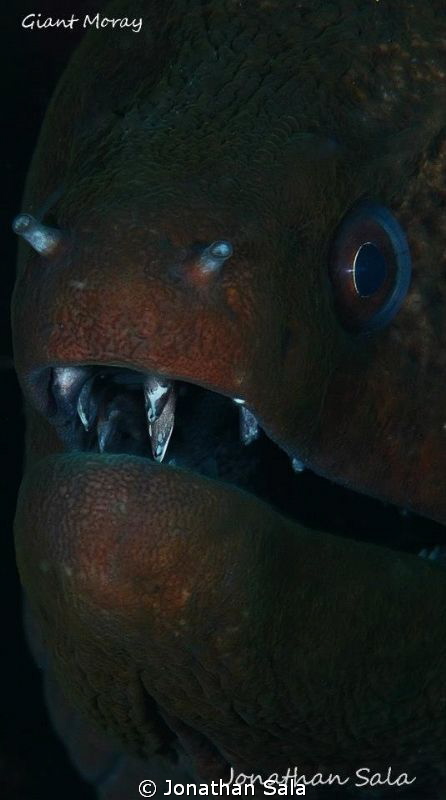 Moray portrait by Jonathan Sala 