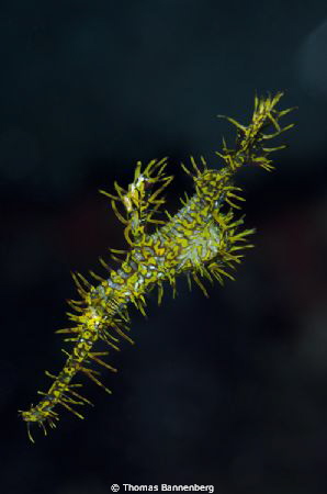 harlequin ghost pipefish

NIKON D7000 in a Seacam "Prel... by Thomas Bannenberg 