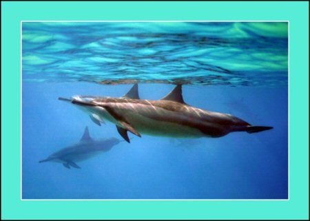 Spinner Dolphins - West Shore Oahu, Canon 300d by Glenn Poulain 