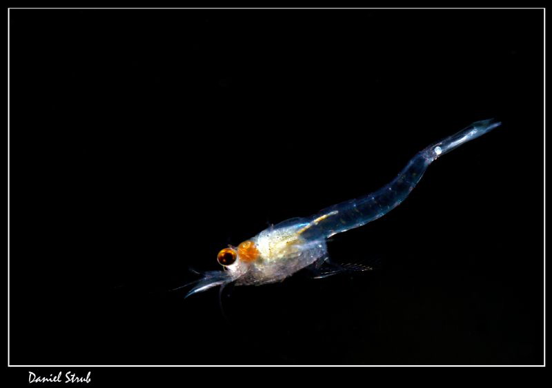 Hemimysis anomala - invasice species - Canon 7D, Nauticam... by Daniel Strub 