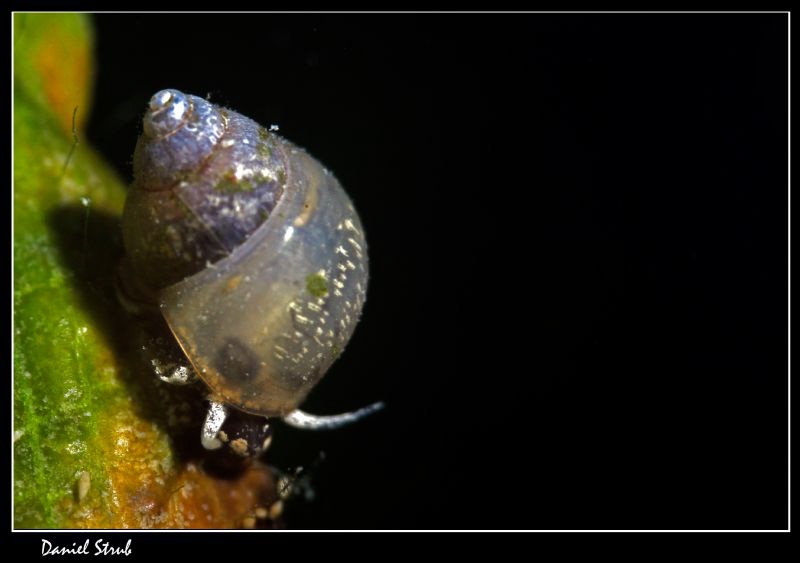 Valvata piscinalis :-D by Daniel Strub 