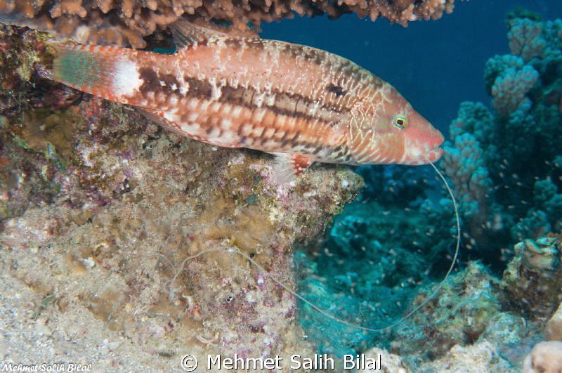 Lucky fish. by Mehmet Salih Bilal 