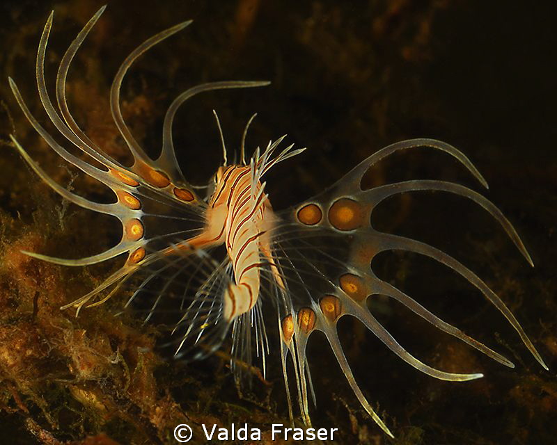A juvenile devil firefish displaying. by Valda Fraser 