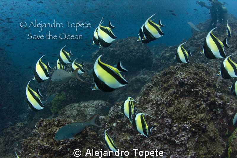 Morish Idol school, Galapagos Ecuador by Alejandro Topete 