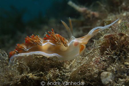 Nikon D70
Nikon 60mm macro
Subal D70 by Andre Vanhecke 